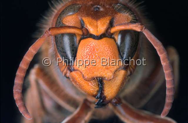 Vespa crabro 2.JPG - Vespa crabro (Portrait)Frelon d'EuropeHornetHymenopteraVespidaeFrance